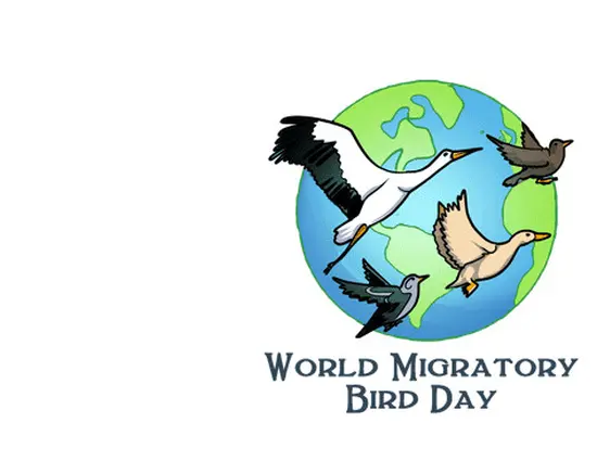 migratory-bird-day